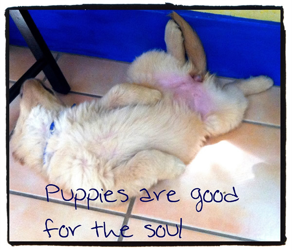 Puppies are good for the soul
