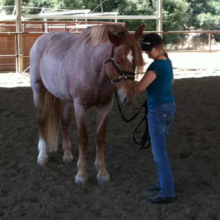 Equine coaching