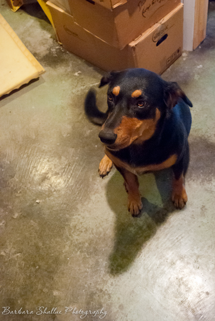 Barbara Shallue's dog Belle | Dog Days of Summer on Recipe Renovator