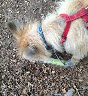 Bodie and his Ice Pup | 37 Cooks post for Dog Days of Summer