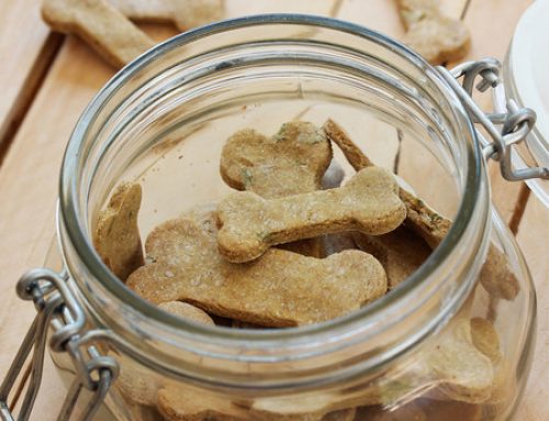 Bowzer Bites: A Dog Days of Summer post from @livlifetoo