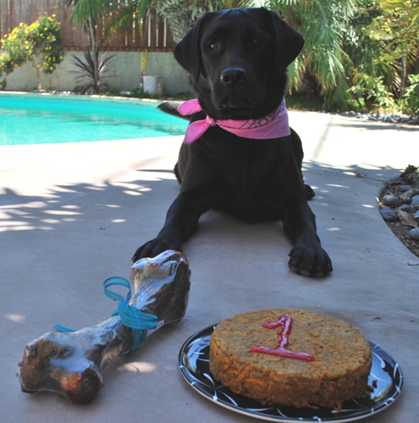 Olive with doggy birthday cake from Betsy Life
