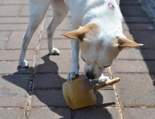 Doggie pupsicles, a Dog Days of Summer post by @WokAndSkillet