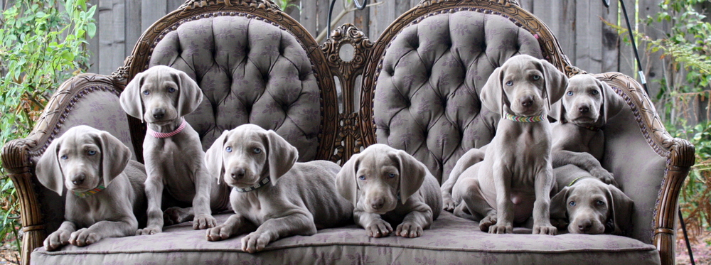 Puppies from Barrett Weimaraners | Dog Days of Summer